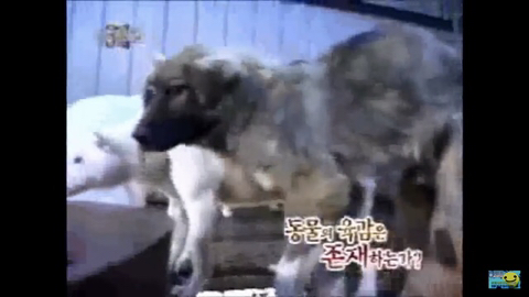 개장수만 보면 본능적으로 똥오줌 지리는 개들 | 인스티즈