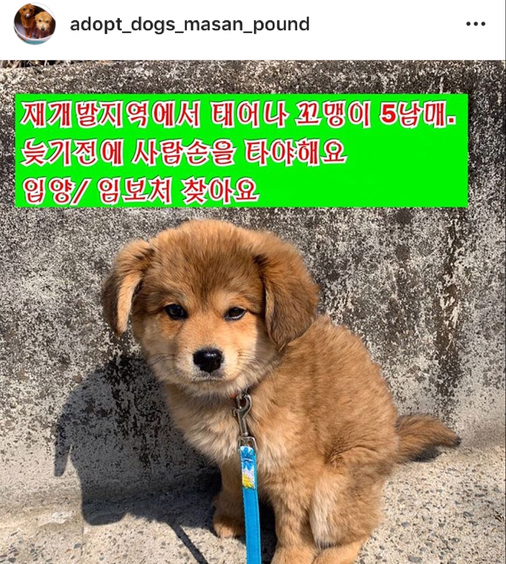 재개발지역에 남은 5남매 아기강아지 보살핌이 필요해요 | 인스티즈