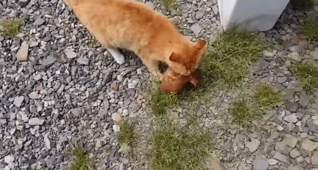 어머냥이 눈치보면서 냥이집 청소하는 아저씨ㅋㅋㅋ.jpg | 인스티즈