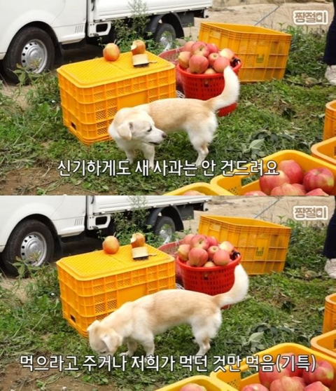 과수원 이미지