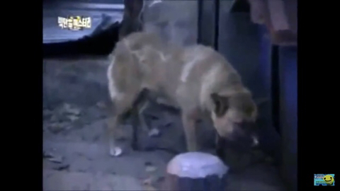 개장수만 보면 본능적으로 똥오줌 지리는 개들 | 인스티즈