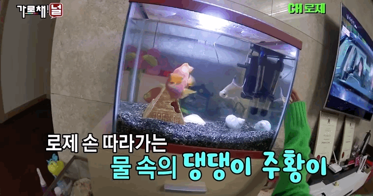 진짜 신기해서 가져온 블랙핑크 로제의 반려물고기 주황이 | 인스티즈