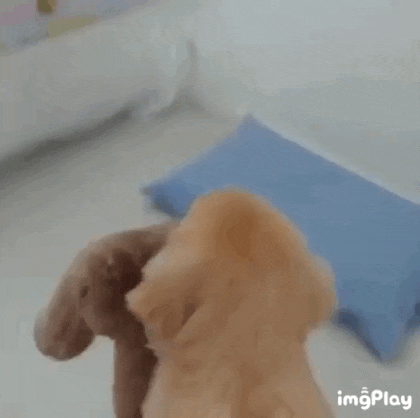 꼬리만 흔드는 방법을 모르는 댕댕이.gif | 인스티즈