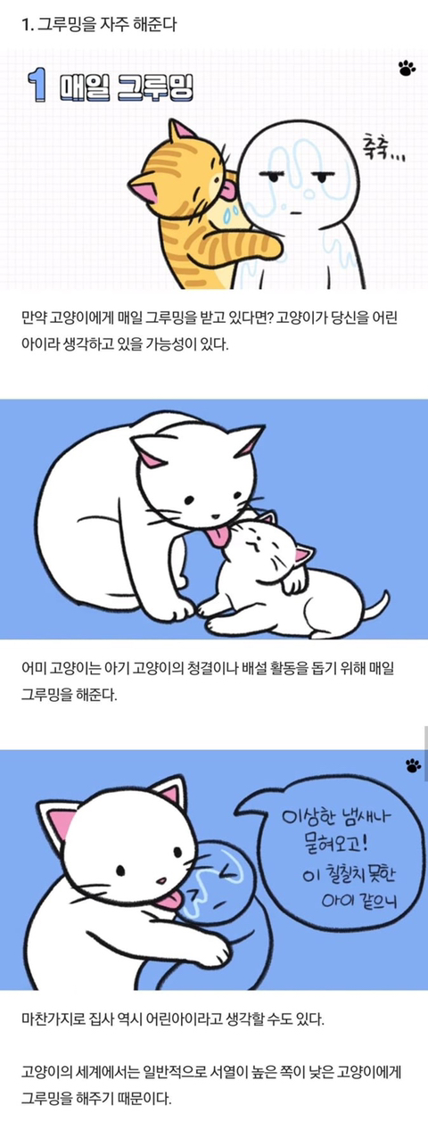 고양이가 당신을 아기로 여긴다는 증거 | 인스티즈
