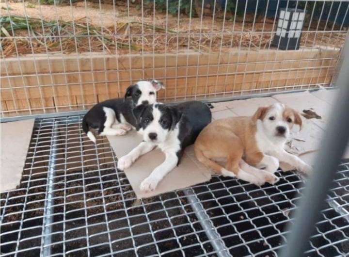 버려진 강아지들 잡아옴.jpg | 인스티즈