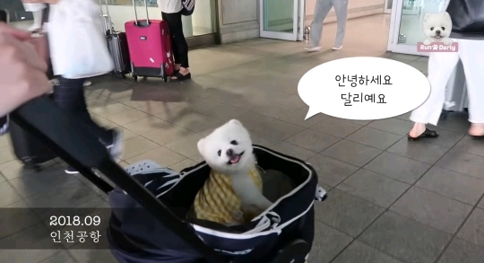🐶강아지 달리의 비행기 1등석 체험기 .gif | 인스티즈