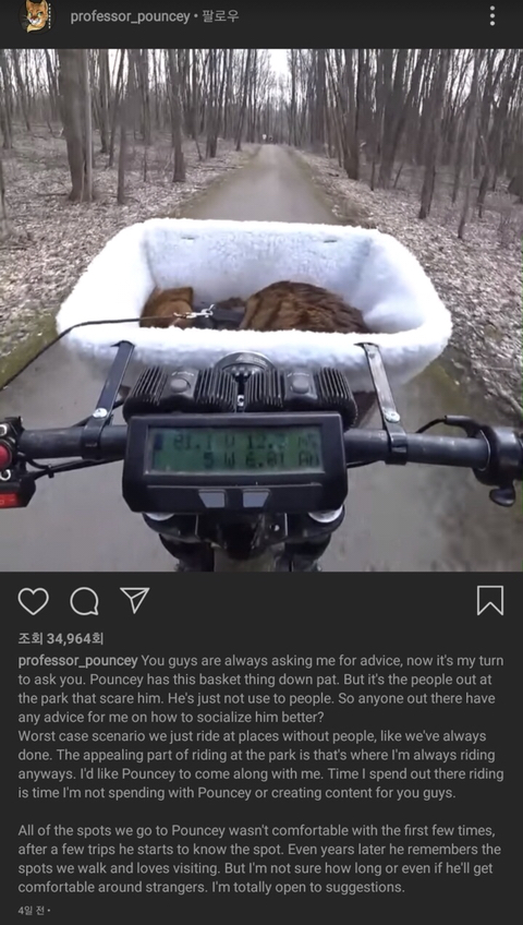 위험성을 고지하지않은 산책냥이 sns공유 및 유튜브 컨텐츠가 위험한 이유 | 인스티즈