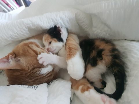 버려진 새끼 고양이 데려왔는데! | 인스티즈