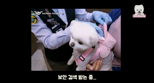 🐶강아지 달리의 비행기 1등석 체험기 .gif | 인스티즈