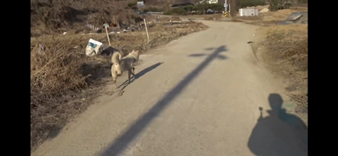 공장에서 평생 묶여사는 개 처음으로 산책시킨 유튜버 | 인스티즈