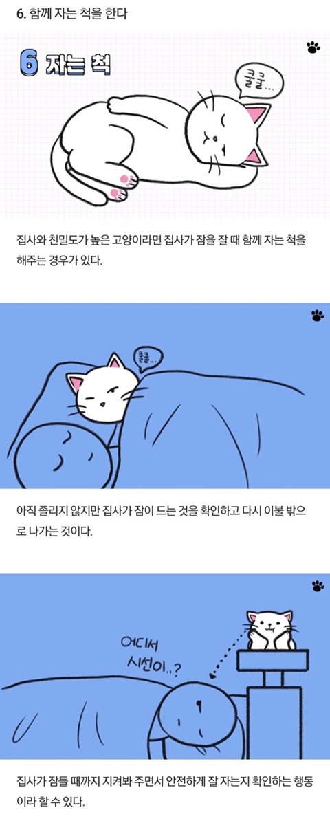 고양이가 당신을 아기로 여긴다는 증거 | 인스티즈