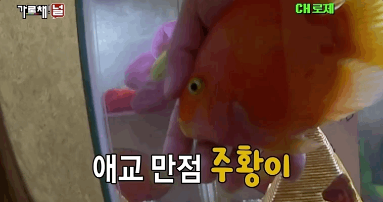 진짜 신기해서 가져온 블랙핑크 로제의 반려물고기 주황이 | 인스티즈