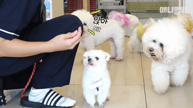 동물병원 매니저로 일하고 집은 공기 좋은 시골이고 좋아하는 방울토마토도 매일 먹는 금수저 강아지🍅.jpgif | 인스티즈