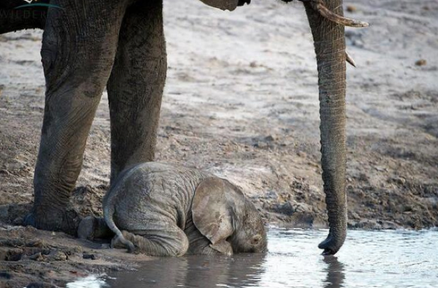 장난치는 아기코끼리 | 인스티즈