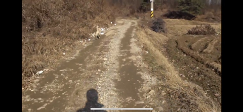 공장에서 평생 묶여사는 개 처음으로 산책시킨 유튜버 | 인스티즈