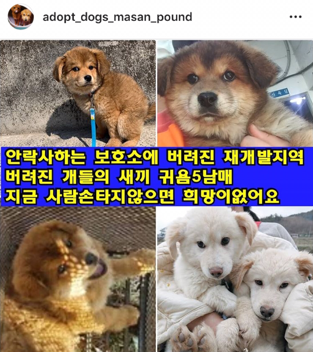 재개발지역에 남은 5남매 아기강아지 보살핌이 필요해요 | 인스티즈