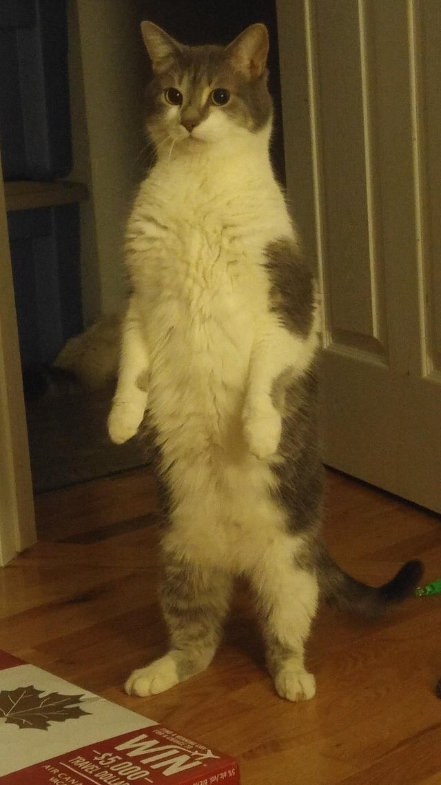 서 있는 고양이 모임 | 인스티즈