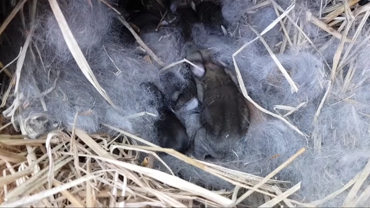 배수관에 낳은 새끼 토끼들 확인하기 &amp; 토끼장으로 이사하기 | 인스티즈