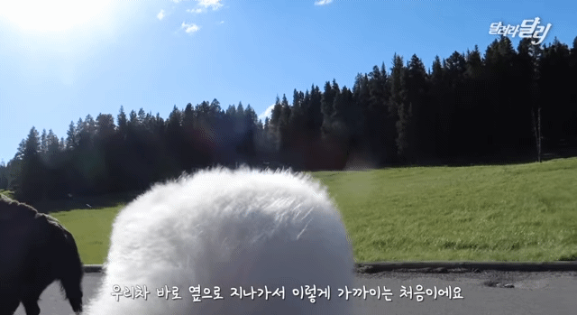 미국에서 강약약강하는 달리ㅋㅋㅋㅋㅋㅋㅋㅋ .gif | 인스티즈