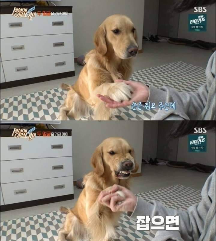 [세상에이런일이] 두 얼굴을 가진 아이 | 인스티즈