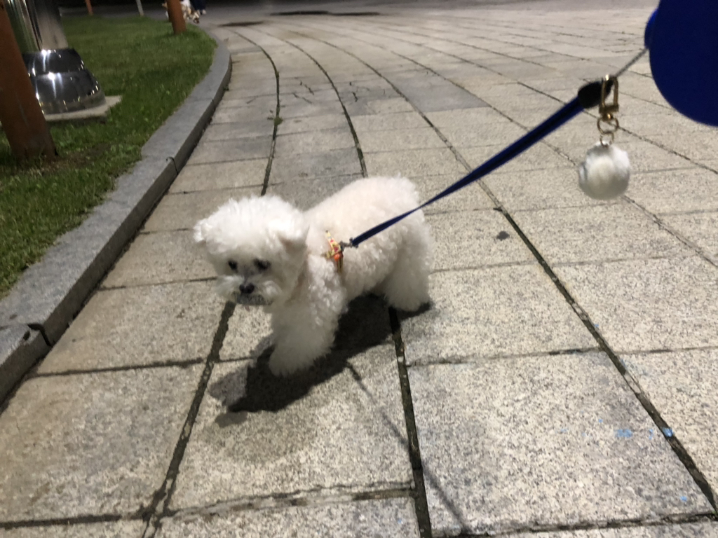강아지가 산책할 때 자꾸 돌을 물고다녀 | 인스티즈