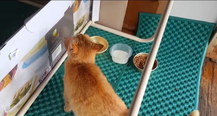 어머냥이 눈치보면서 냥이집 청소하는 아저씨ㅋㅋㅋ.jpg | 인스티즈