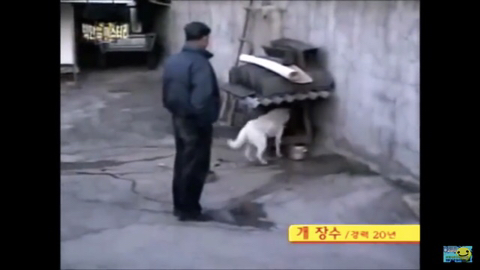 개장수만 보면 본능적으로 똥오줌 지리는 개들 | 인스티즈