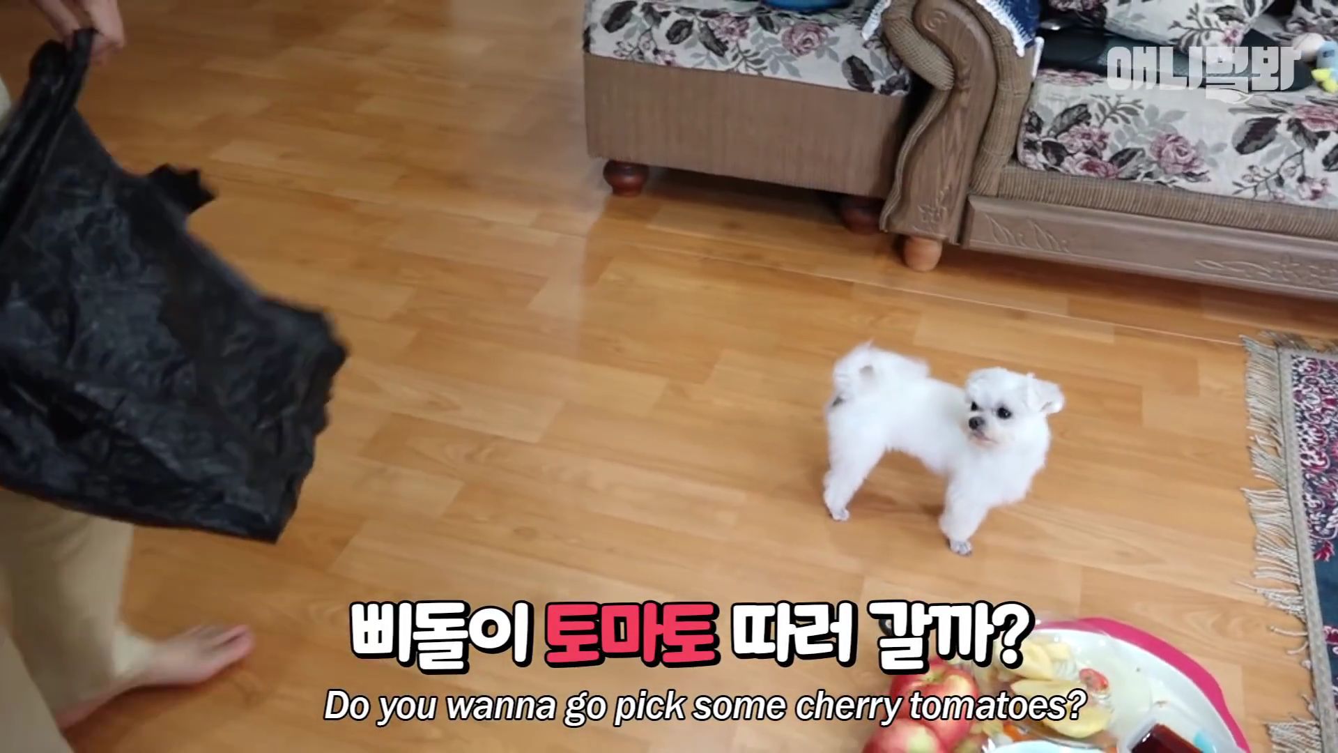 동물병원 매니저로 일하고 집은 공기 좋은 시골이고 좋아하는 방울토마토도 매일 먹는 금수저 강아지🍅.jpgif | 인스티즈