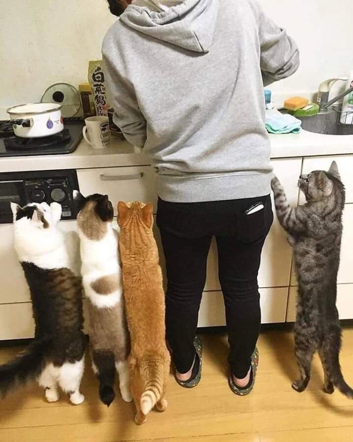 서 있는 고양이 모임 | 인스티즈