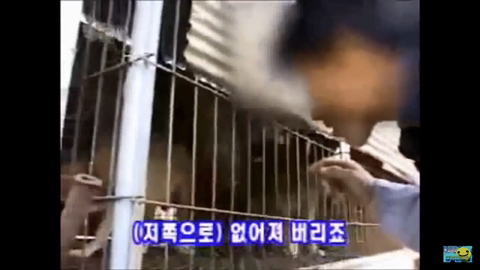 개장수만 보면 본능적으로 똥오줌 지리는 개들 | 인스티즈