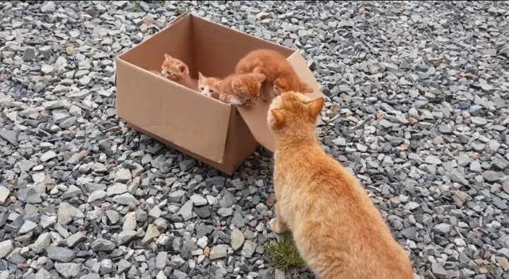 어머냥이 눈치보면서 냥이집 청소하는 아저씨ㅋㅋㅋ.jpg | 인스티즈