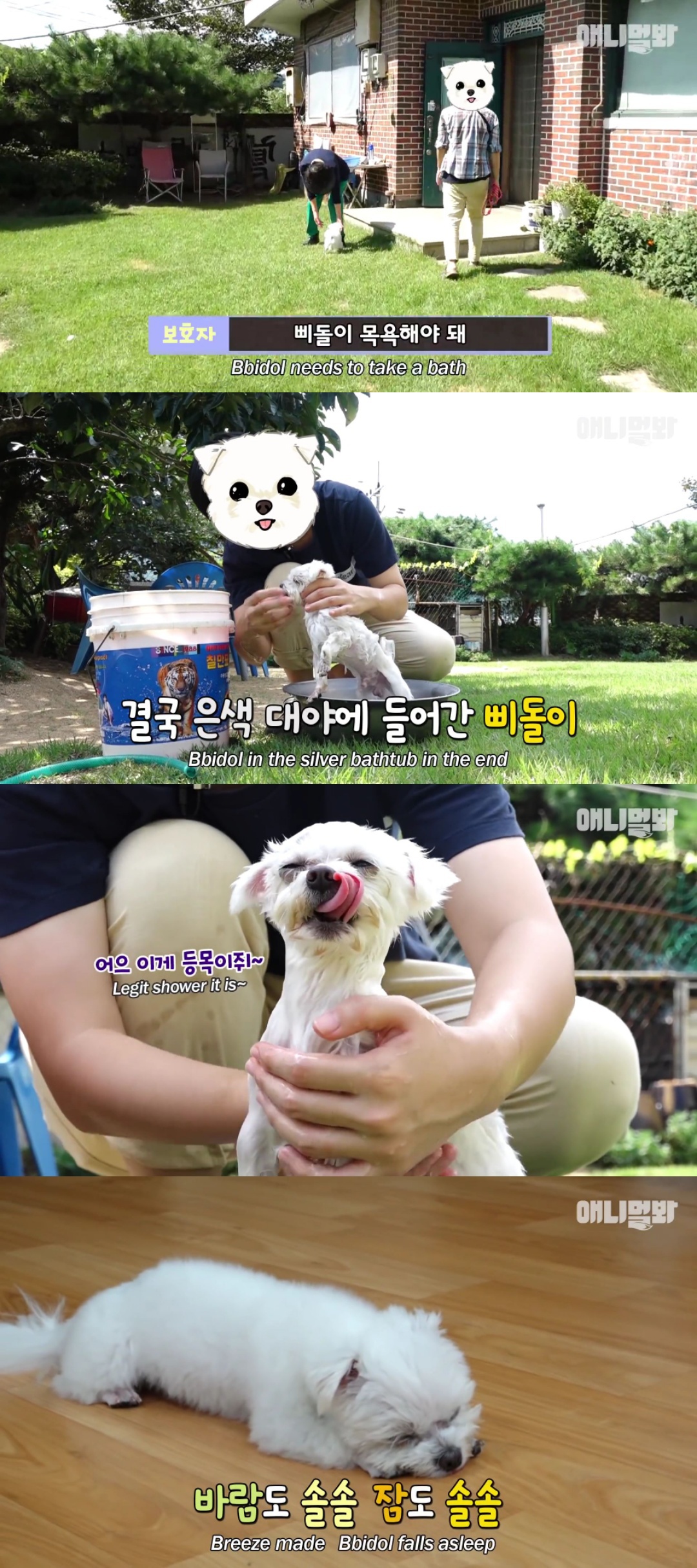 동물병원 매니저로 일하고 집은 공기 좋은 시골이고 좋아하는 방울토마토도 매일 먹는 금수저 강아지🍅.jpgif | 인스티즈