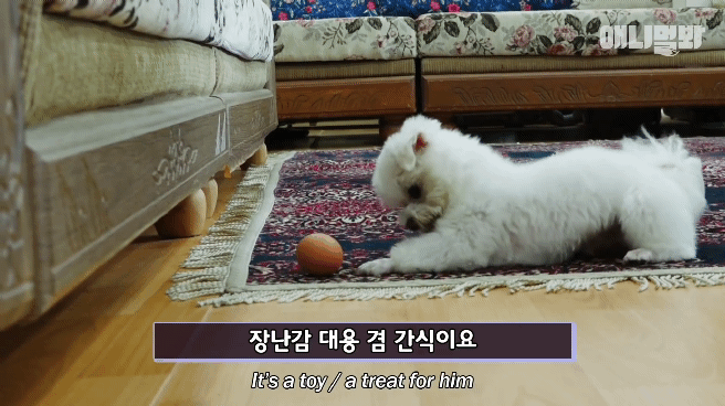 동물병원 매니저로 일하고 집은 공기 좋은 시골이고 좋아하는 방울토마토도 매일 먹는 금수저 강아지🍅.jpgif | 인스티즈