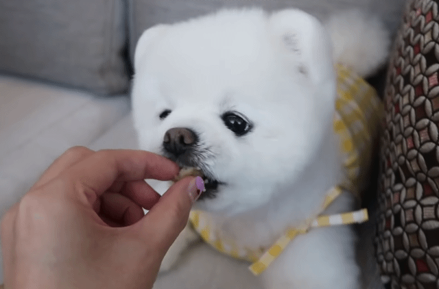 🐶강아지 달리의 비행기 1등석 체험기 .gif | 인스티즈