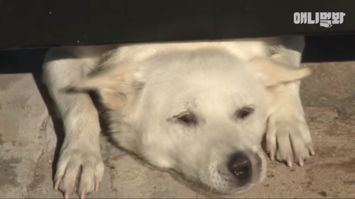 그알 갈색푸들보다 친화력 오지는 뻔순이 | 인스티즈