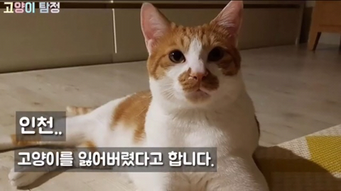청소하는고양이 이미지