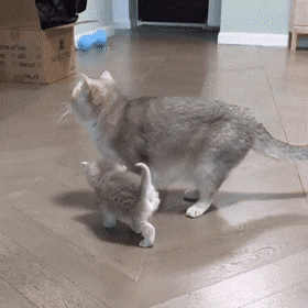 기지개 하면서 엄마 따라가는 애기 고양이.gif | 인스티즈