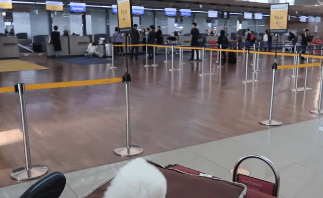 🐶강아지 달리의 비행기 1등석 체험기 .gif | 인스티즈