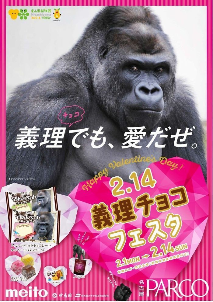 일본에서 모델까지 했던 잘생긴 고릴라 | 인스티즈