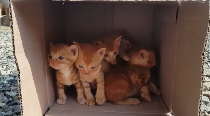 어머냥이 눈치보면서 냥이집 청소하는 아저씨ㅋㅋㅋ.jpg | 인스티즈