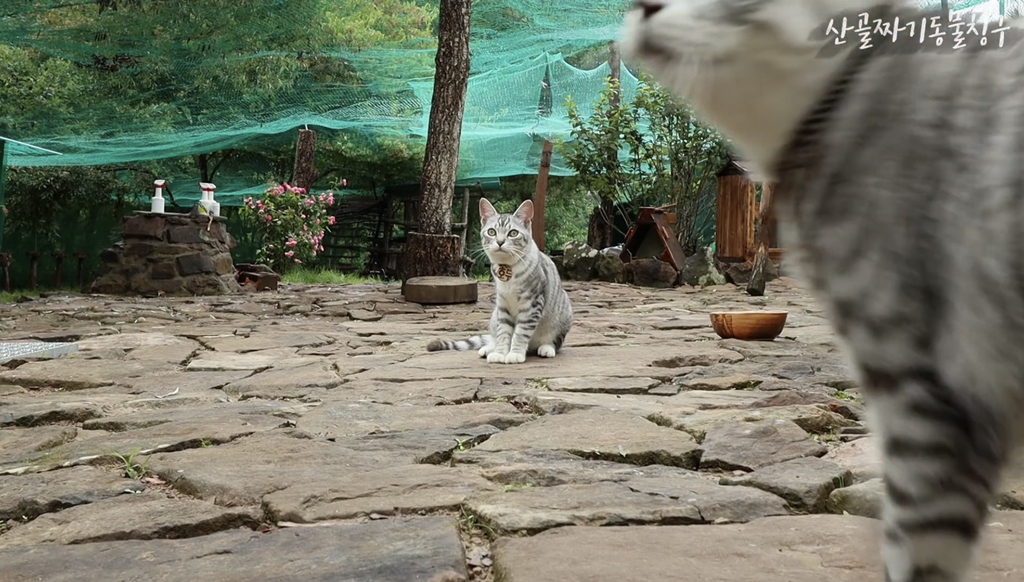 어느 고양이 유튜버 아버지가 만든 냥토피아 작품들 | 인스티즈