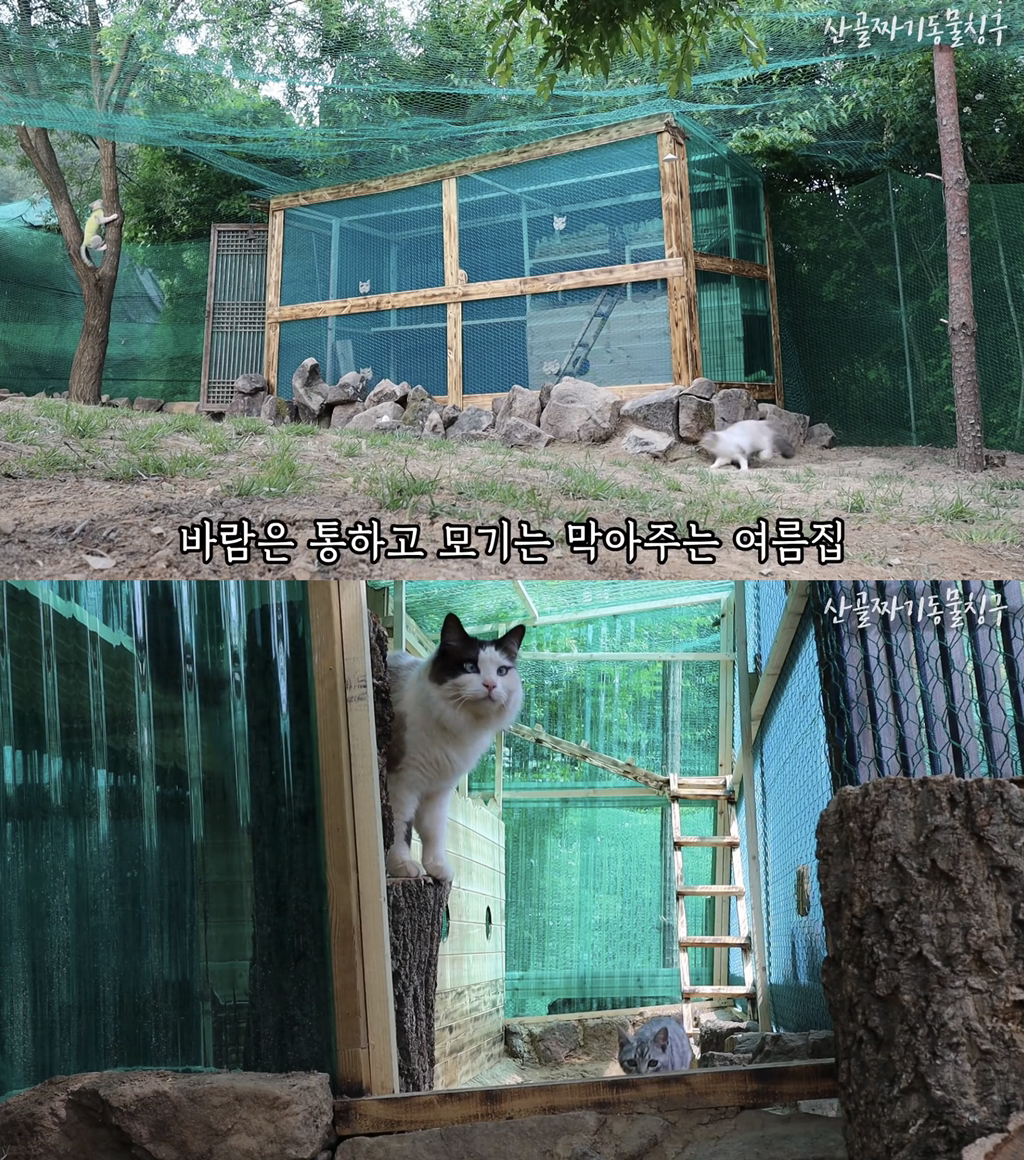 어느 고양이 유튜버 아버지가 만든 냥토피아 작품들 | 인스티즈