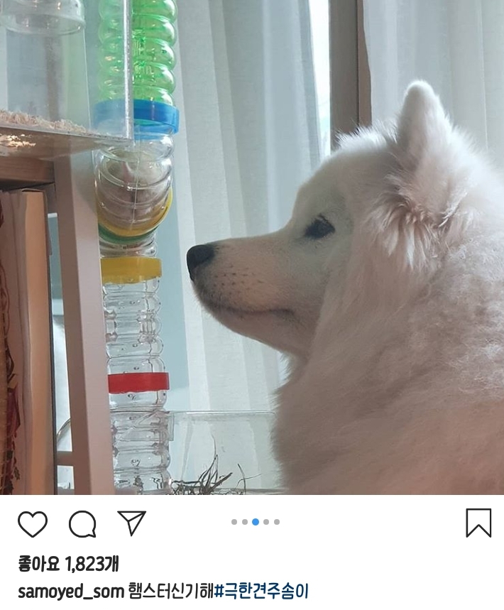 뽀솜이 이미지