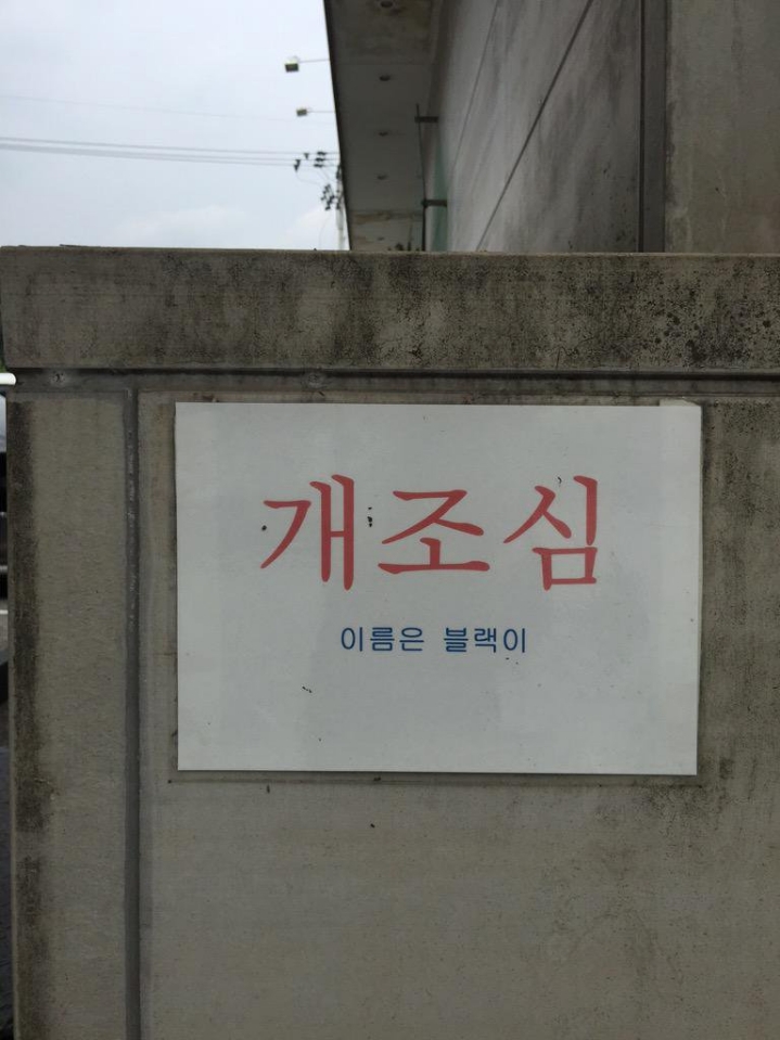 개조심! 이름은 블랙이 | 인스티즈