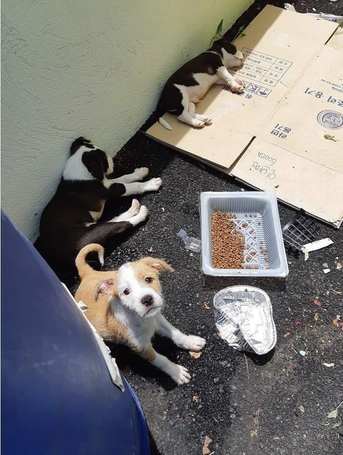 버려진 강아지들 잡아옴.jpg | 인스티즈