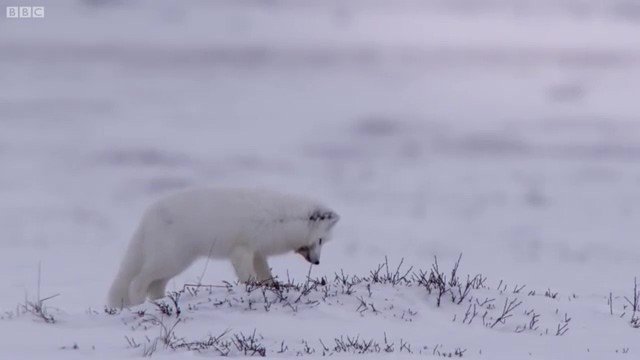 북극여우는 하루에 100km를 이동한다.jpgif | 인스티즈