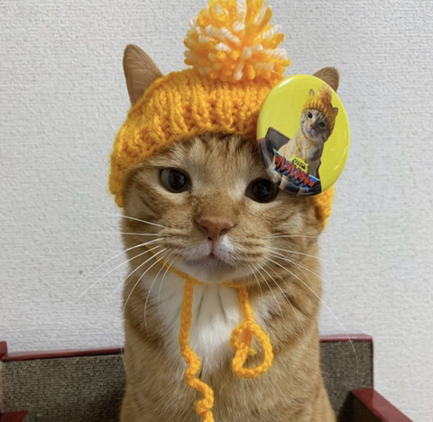 이나리 이미지