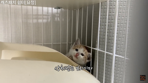 사람손이 너무 무서워서 비명을 지를거지만 막상 싫지는 않은 아기고양이 | 인스티즈
