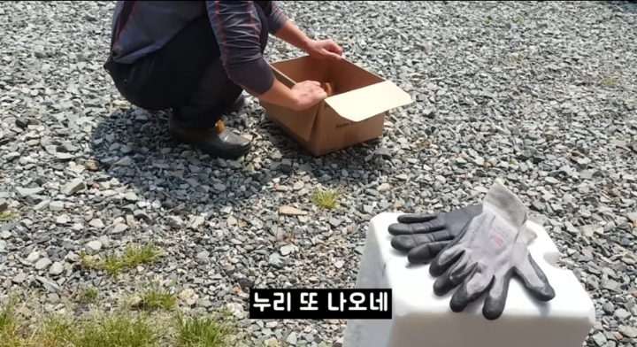 어머냥이 눈치보면서 냥이집 청소하는 아저씨ㅋㅋㅋ.jpg | 인스티즈