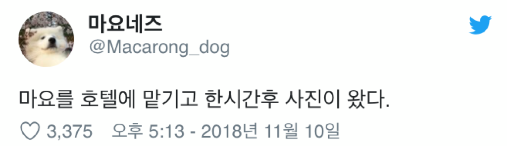 강아지를 호텔에 맡기고 한시간 후 사진이 왔다 | 인스티즈